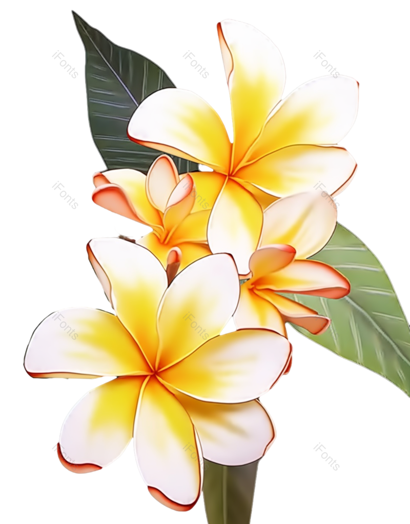 黄色的花图片,黑色背景元素,PNG,免抠素材